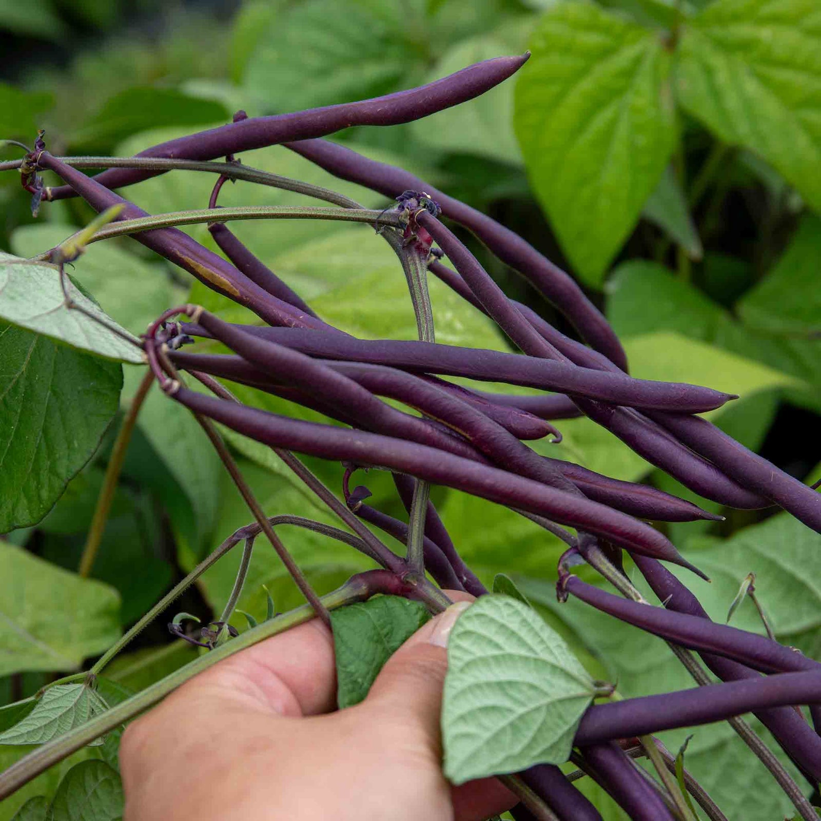 Dwarf Amethyst French Bean Plants | 12 x Garden Ready Plants | Multi