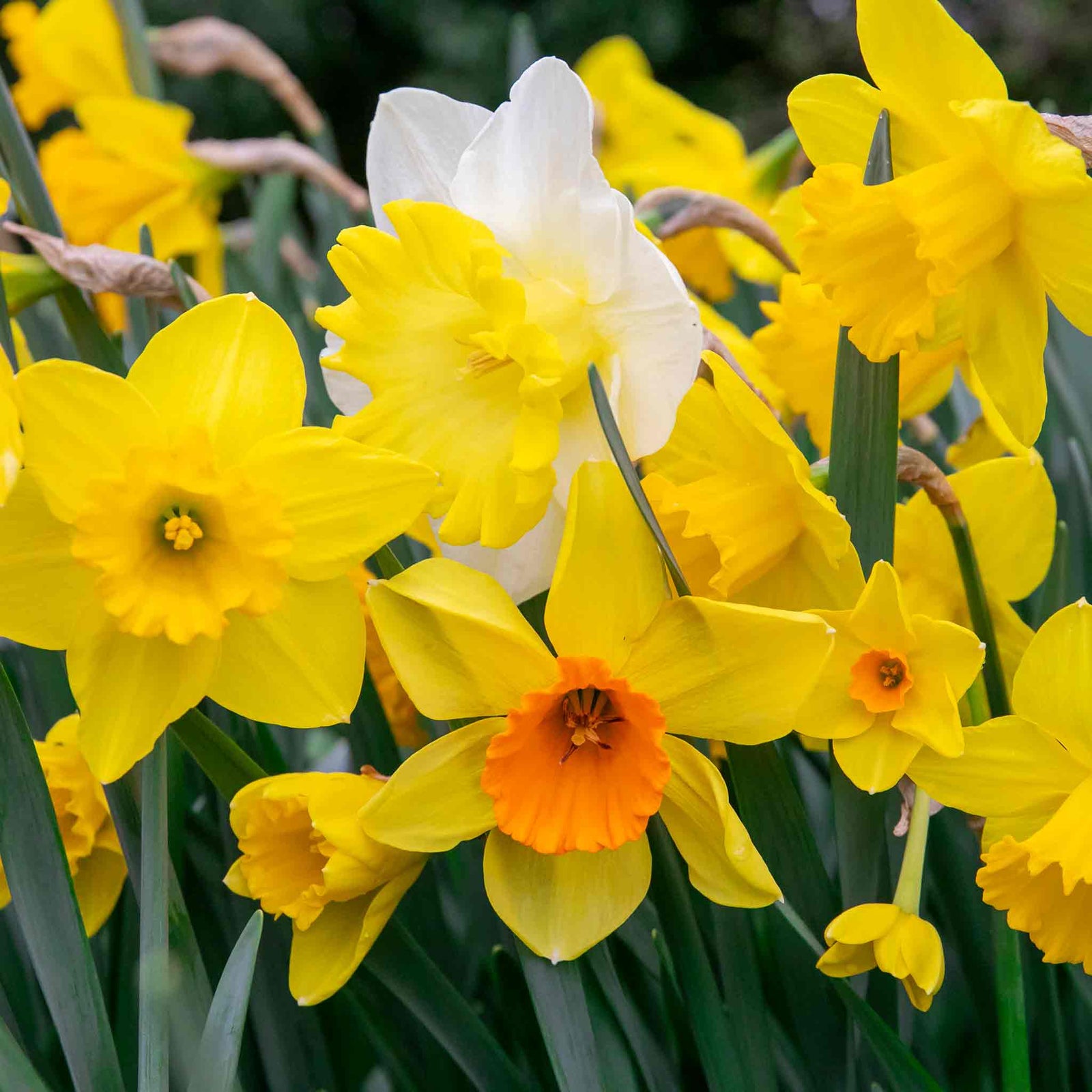 Daffodil Bulbs Mix 'yellow Shades' 100 Bulbs | 100 x Bulbs | Yellow