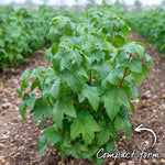 Ben Sarek Blackcurrant Plant - Compact, Frost-resistant | 1 x Bare Root | Black
