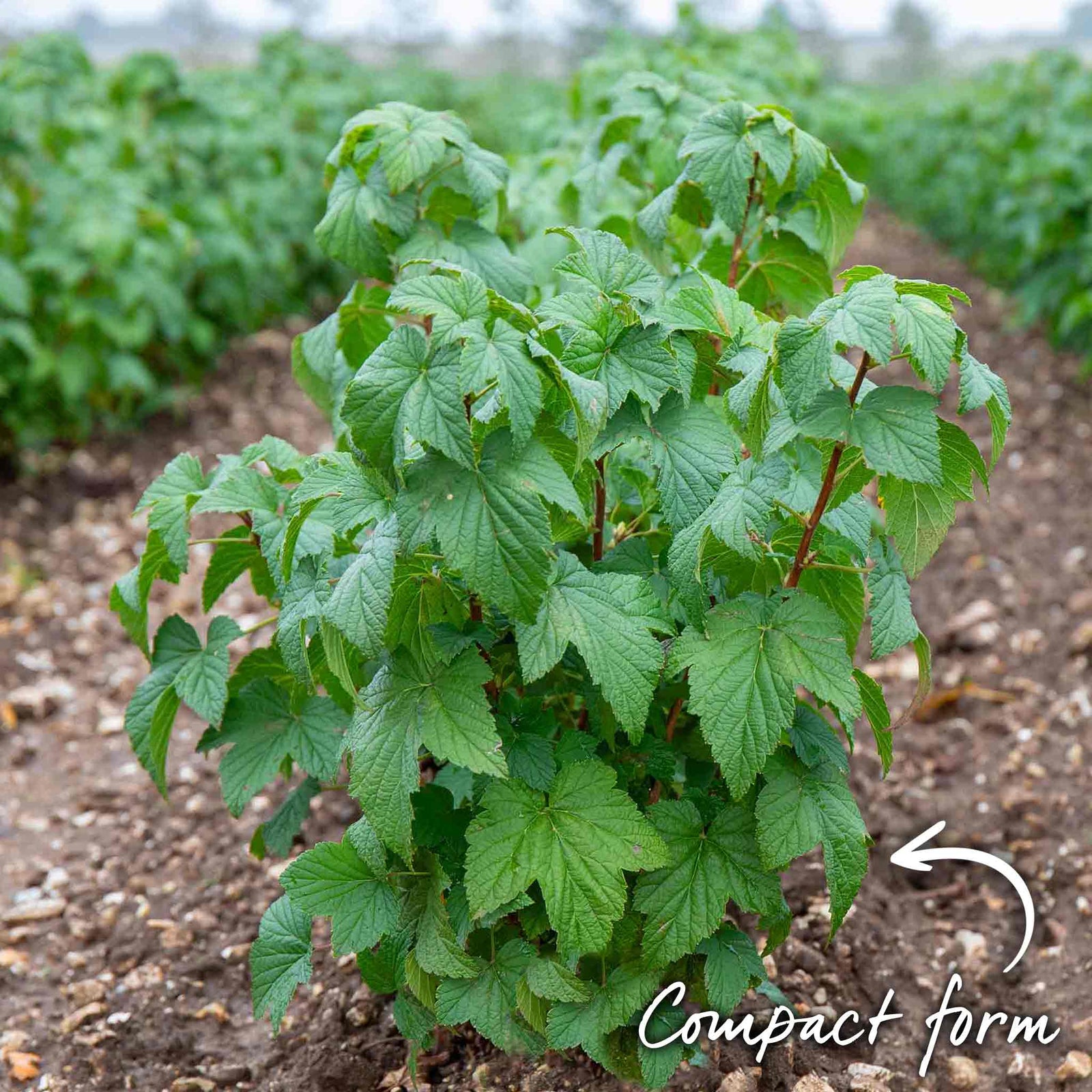 Ben Sarek Blackcurrant Plant - Compact, Frost-resistant | 1 x Bare Root | Black