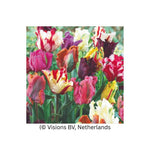 Tulip Parrot Mixed Bulbs | 8 x Bulbs