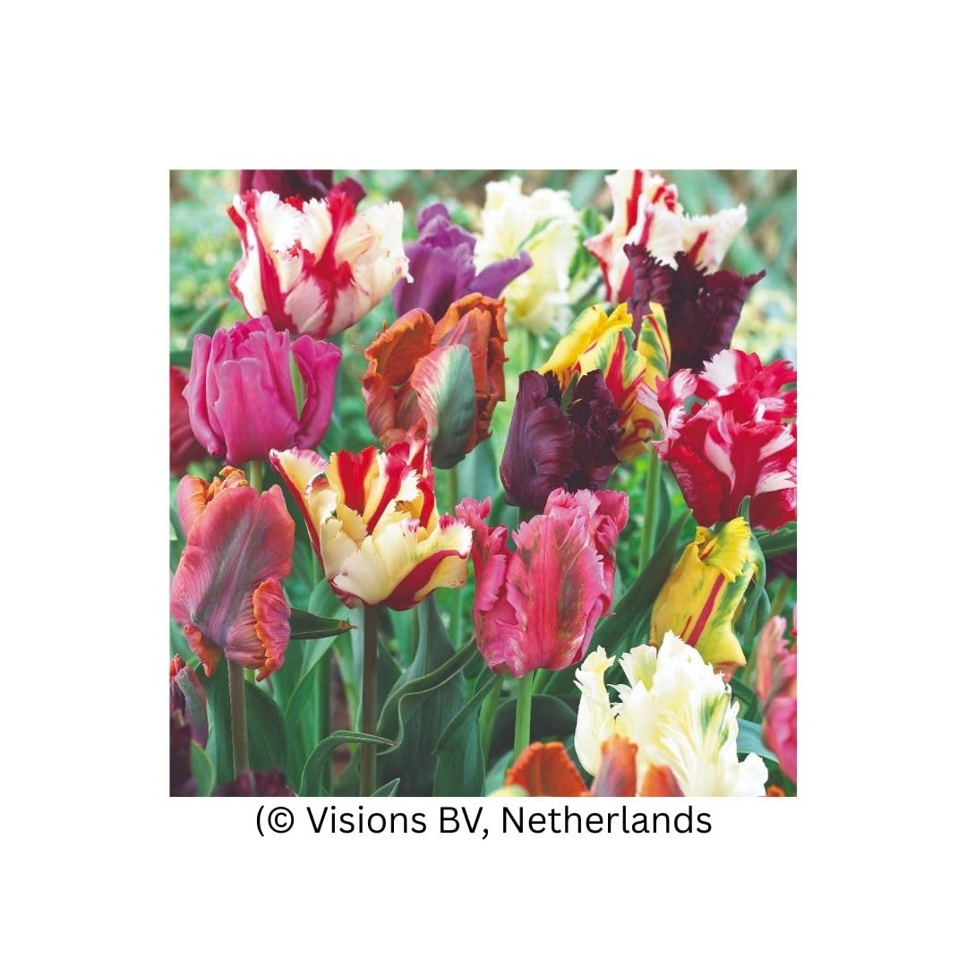 Tulip Parrot Mixed Bulbs | 16 x Bulbs