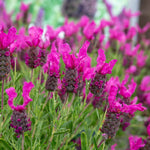 Lavender 'pink Summer' Compact Fragrant Pink | 3 x Jumbo Plugs | Purple