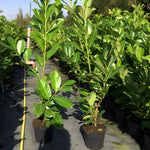 Direct Plants Cherry Laurel Evergreen Hedging Plants Large 2-3ft Supplied In 2 Litre Pots