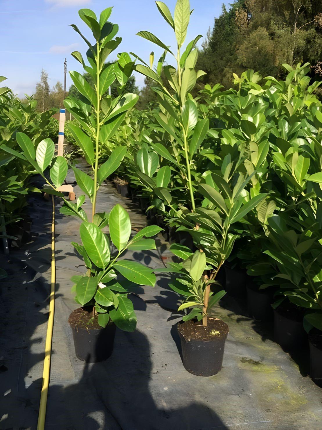Direct Plants Cherry Laurel Evergreen Hedging Plants Large 2-3ft Supplied In 2 Litre Pots