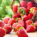 Flavoursome Strawberry Collection - Bare roots | Set of 30