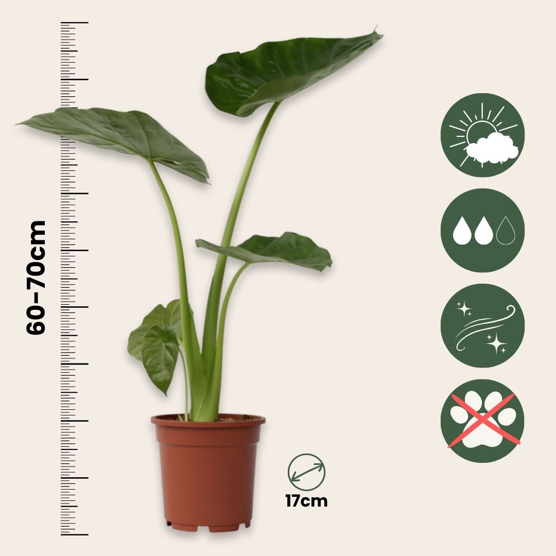 Elephant's Ear - Alocasia 'macrorrhizos' - Height 60-70cm - ⌀17cm | Set of 1 | Green
