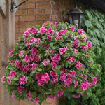 Hayloft Petunia Double Tumbelina Anna - 6 Young Plants