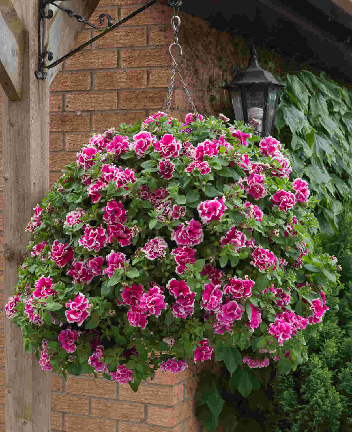 Hayloft Petunia Double Tumbelina Anna - 6 Young Plants