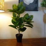 65cm Rubber Plant Artificial In Pot