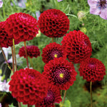 Dahlia Tuber 'natal' | 1 x Bulb | Red