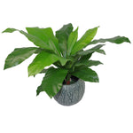 Artificial 60cm Bushy Large Bird's Nest Fern Plant