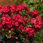 Azalea 'encore Autumn Fire' - Red Semi-evergreen Shrub, Spring & Autumn Blooms | 3 x 9cm | Red