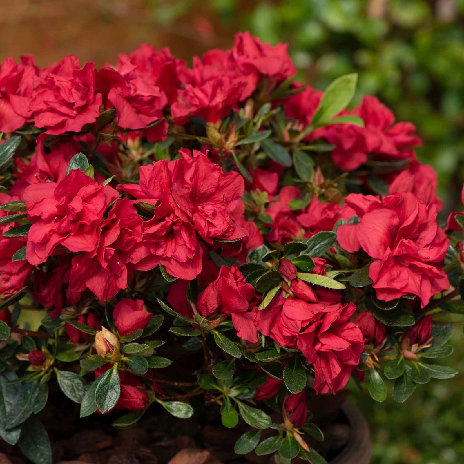 Azalea 'encore Autumn Fire' - Red Semi-evergreen Shrub, Spring & Autumn Blooms | 3 x 9cm | Red