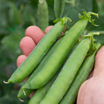 Pea 'alderman' Maincrop - Multi-sown Despatched From May | 12 x Plug Plants | Green