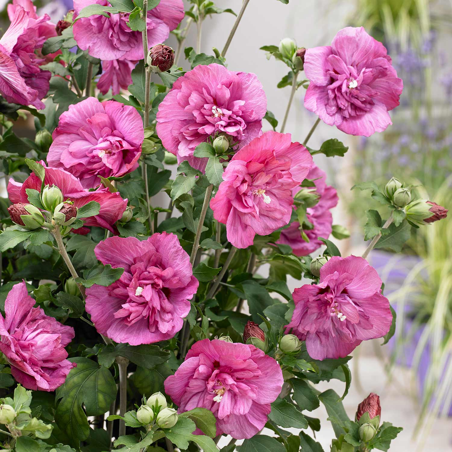 Hibiscus Syr. 'magenta Chiffon' Magenta-pink Double Flowers | 1 x 3L | Pink