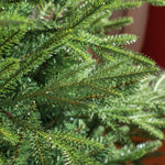 5 Foot Artificial Christmas Tree With Realistic Hinged Branches, Green | 5ft | Green