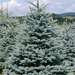 Direct Plants Picea Pungens Edith Blue Colorado Spruce Tree 2.5-3ft Large In A 7.5 Litre Pot