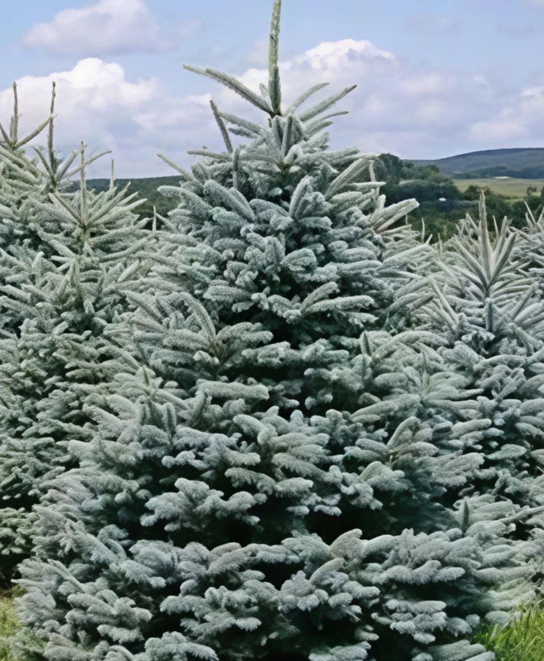 Picea Pungens Edith Blue Colorado Spruce Tree 2.5-3ft Large In A 7.5 Litre Pot