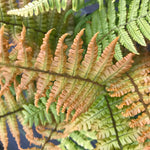 Dryopteris 'jurassic Gold' Fern | Set of 1 | Yellow