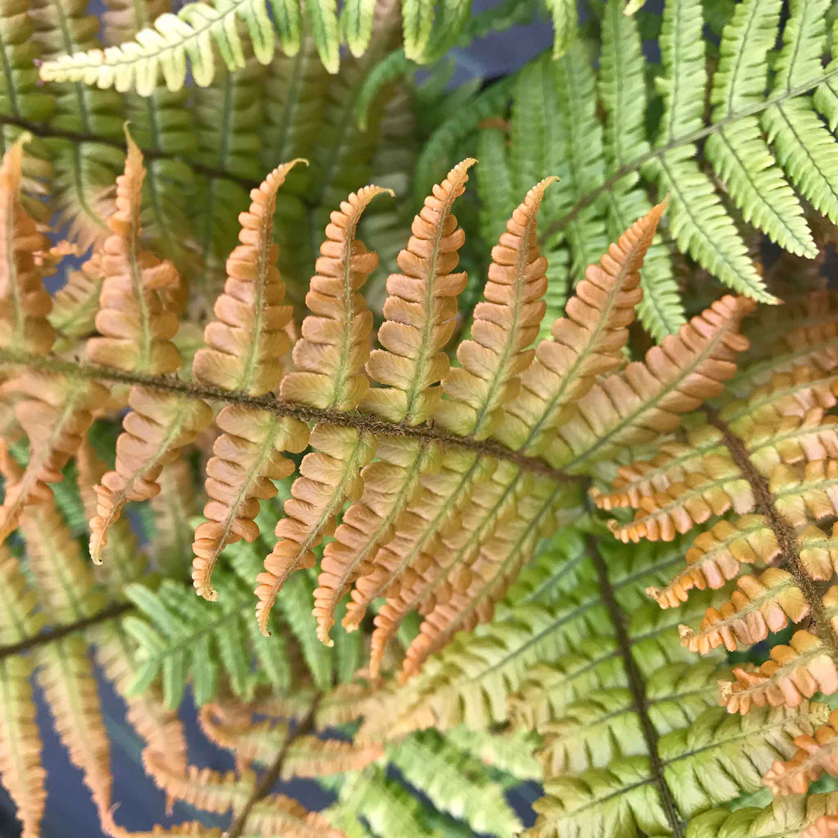 Dryopteris 'jurassic Gold' Fern | Set of 3 | Bronze