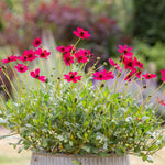 Cosmos 'Cherry Chocolate' Potted Plants | 3 x 9cm | Cherry