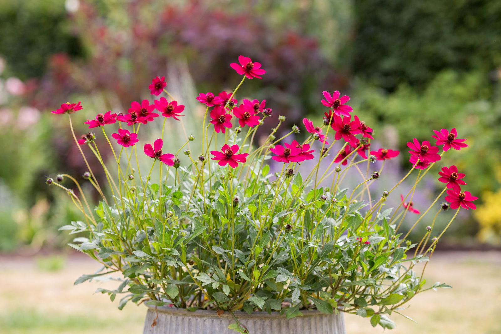 Cosmos 'Cherry Chocolate' Potted Plants | 3 x 9cm | Cherry