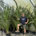 Phoenix Date Palm Tree 6ft Extra Large Big Chunky Plant In A Pot