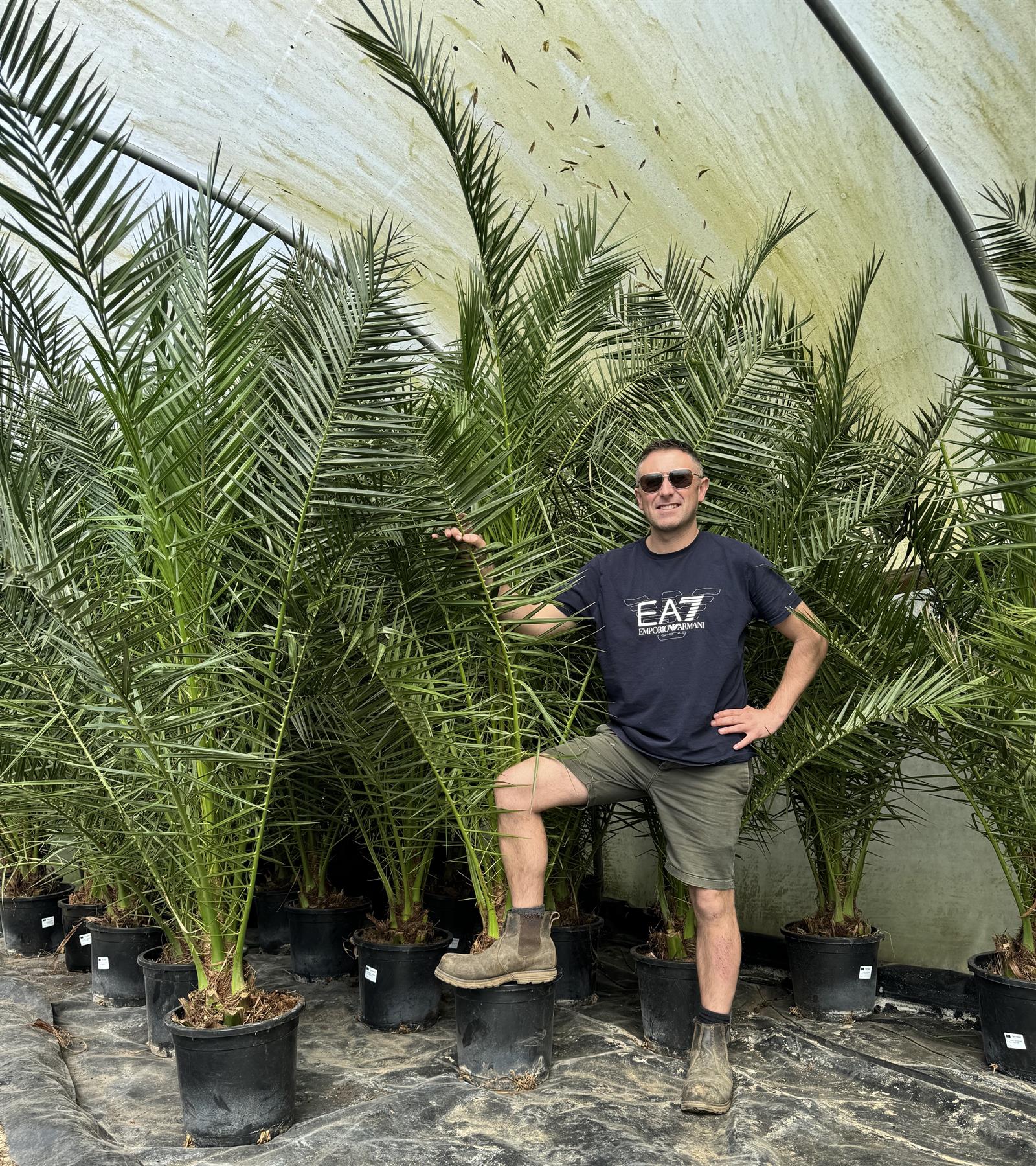 Phoenix Date Palm Tree 6ft Extra Large Big Chunky Plant In A Pot