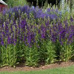 Lobelia 'starship Blue' | 1 x 2L | Multi