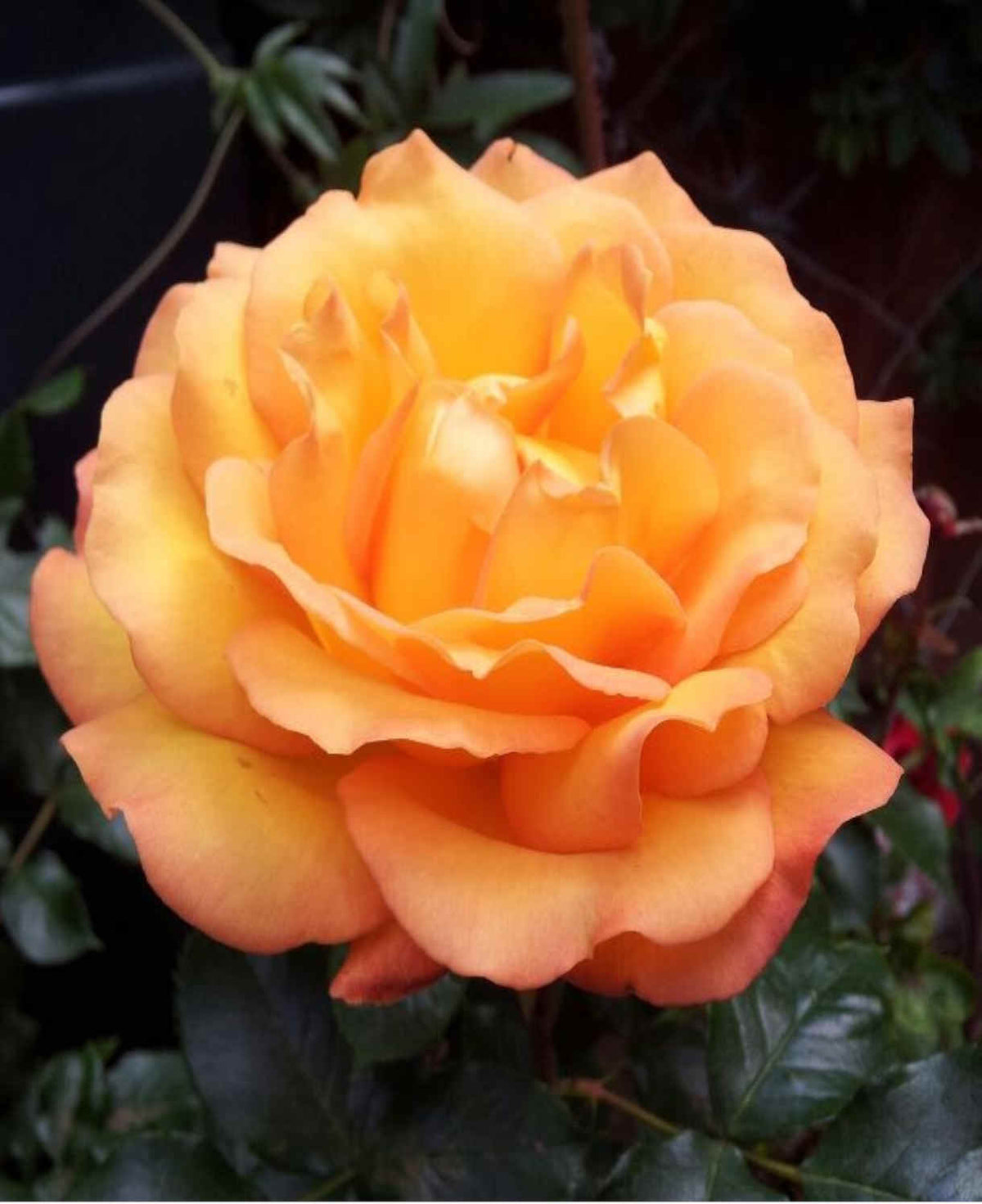 Rosa Precious Amber - Bare Root Plants | 3 x Bare Root | Orange