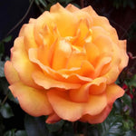 Rosa Precious Amber - Bare Root Plants | 2 x Bare Roots | Orange