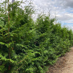 Direct Plants Thuja Plicata Gelderland Western Red Cedar 2-3ft Pack Of 10 Supplied In 2/3 Litre Pots