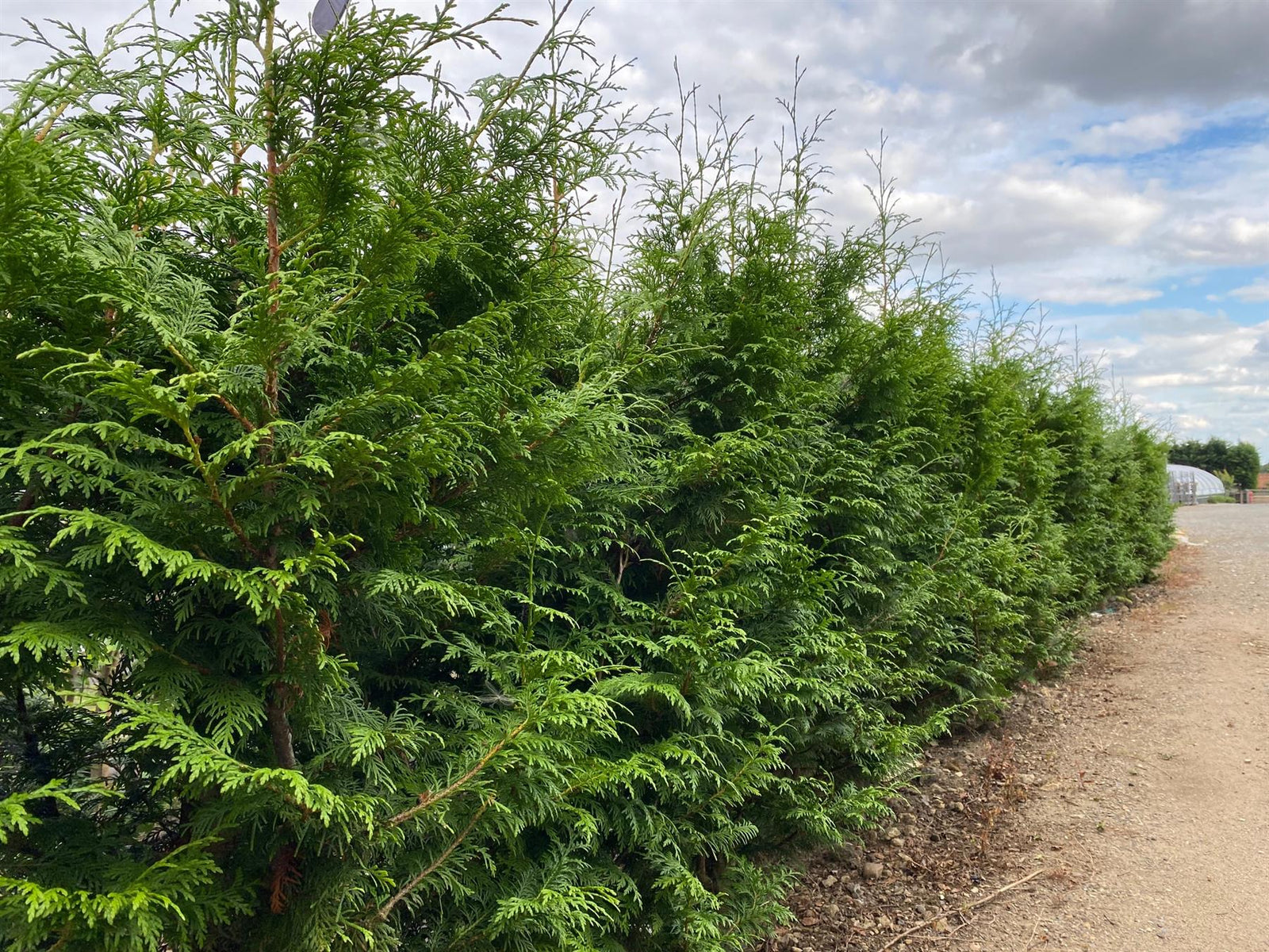 Direct Plants Thuja Plicata Gelderland Western Red Cedar 2-3ft Pack Of 10 Supplied In 2/3 Litre Pots
