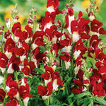 Antirrhinum 'night And Day' Snapdragon Seeds | 500 Seeds