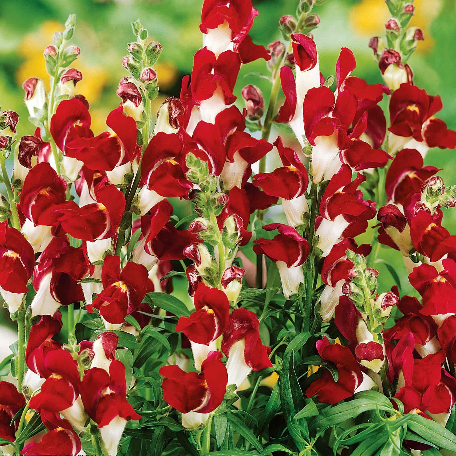 Antirrhinum 'night And Day' Snapdragon Seeds | 500 Seeds