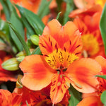 Hayloft Alstroemeria Majestic Milon - 3 x 9cm Pots