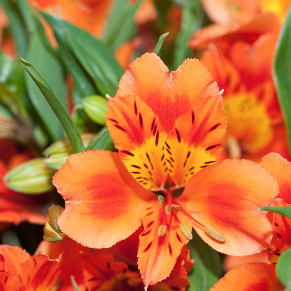 Hayloft Alstroemeria Majestic Milon - 3 x 9cm Pots