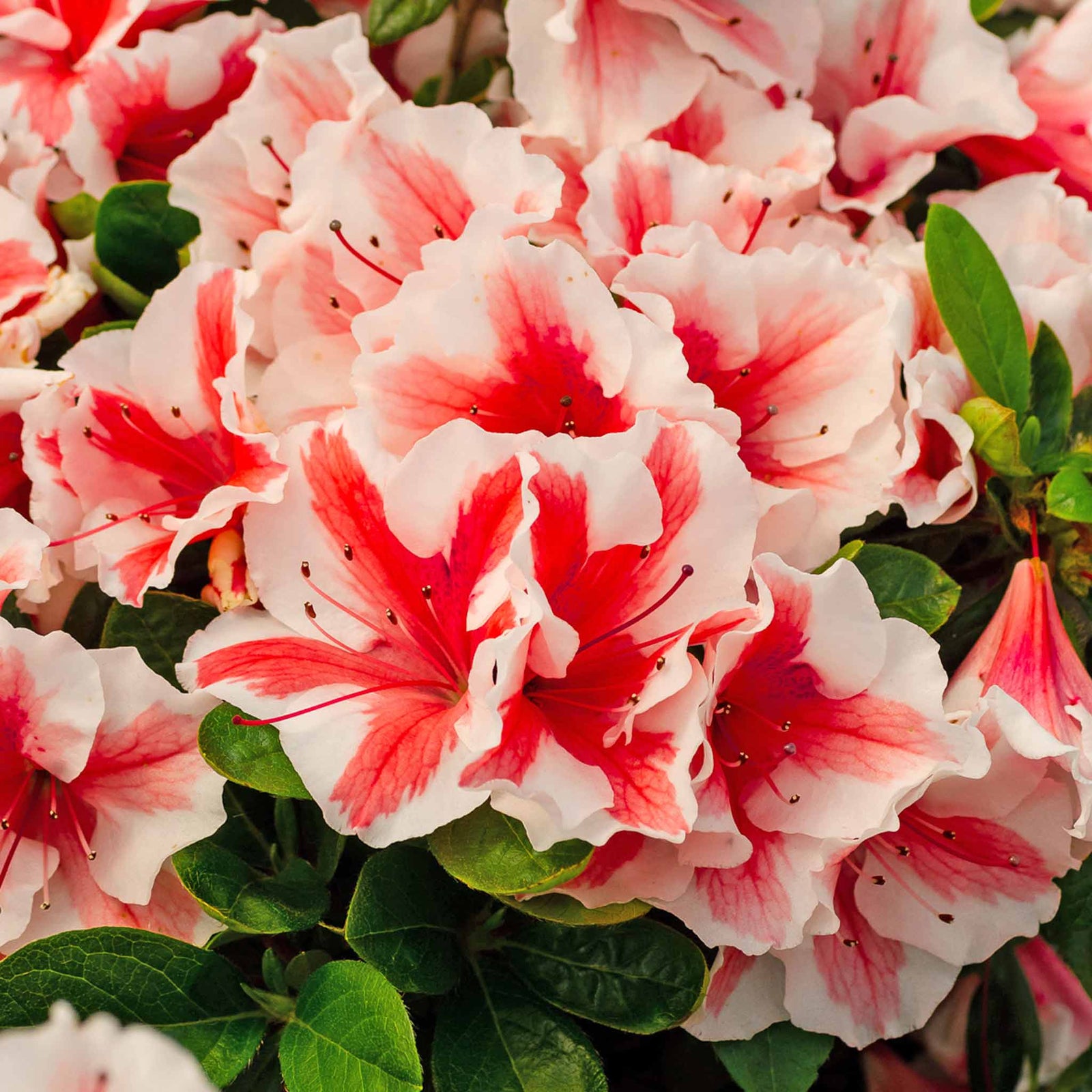 Azalea Encore 'autumn Starburst' Repeat-blooming Bicolour | 1 x 9cm | Green & White