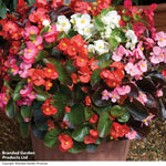 Begonia Organdy Mixed (t&ms Choice) Garden Ready Plants | 24 x Garden Ready Plants