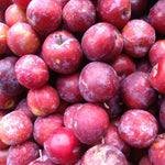 Prunus Victoria Plum Fruit Tree 2-3yr 6ft Supplied In A 7 Litre Pot
