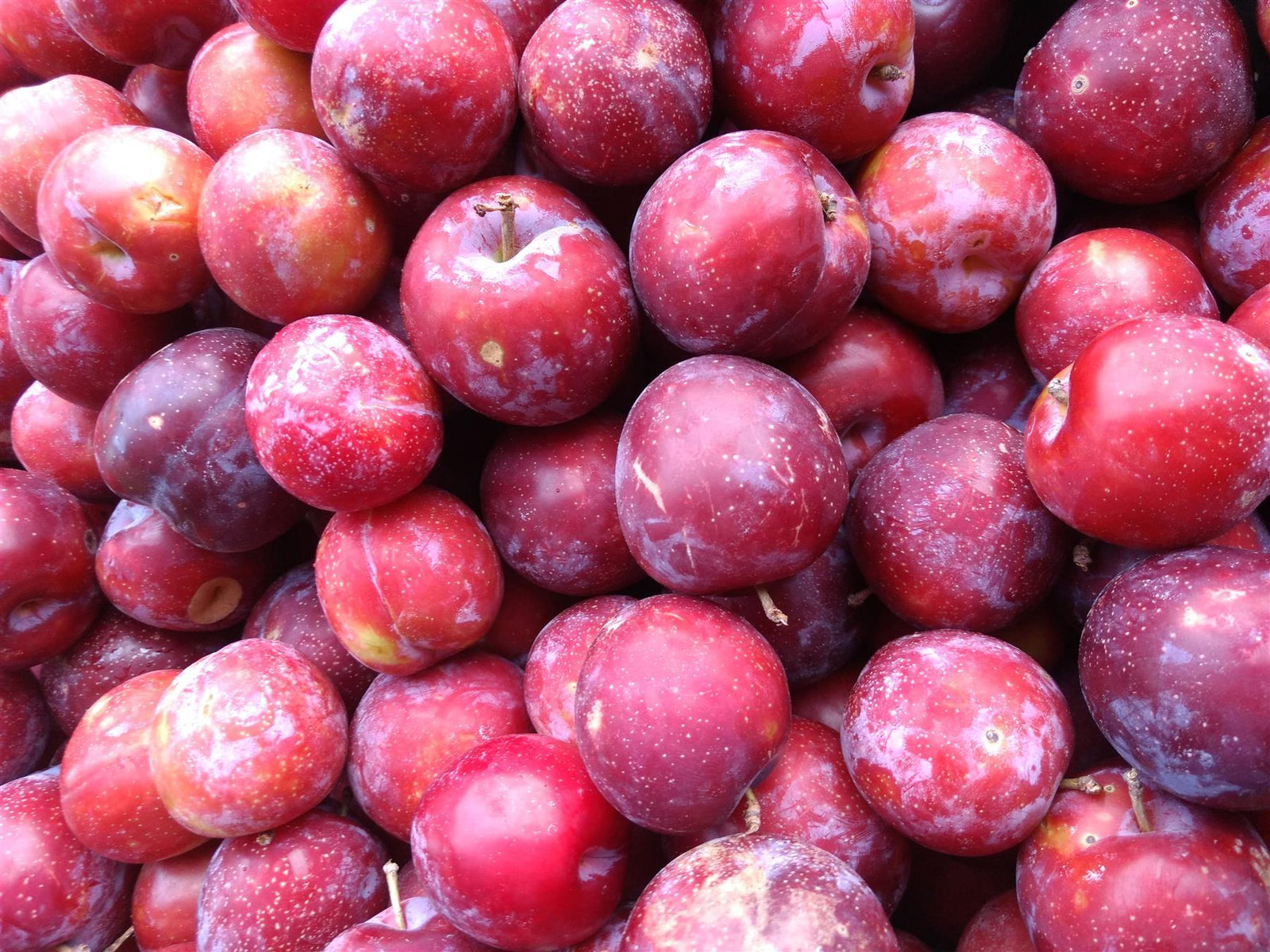 Prunus Victoria Plum Fruit Tree 2-3yr 6ft Supplied In A 7 Litre Pot