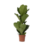 Fiddle-leaf Fig - Ficus Lyrata - Height 70-90cm - ⌀21cm | Set-of-1 | Green