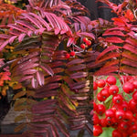 Sorbus Commixta Embley Mountain Ash Tree 6ft Tall Supplied In A 12 Litre Pot