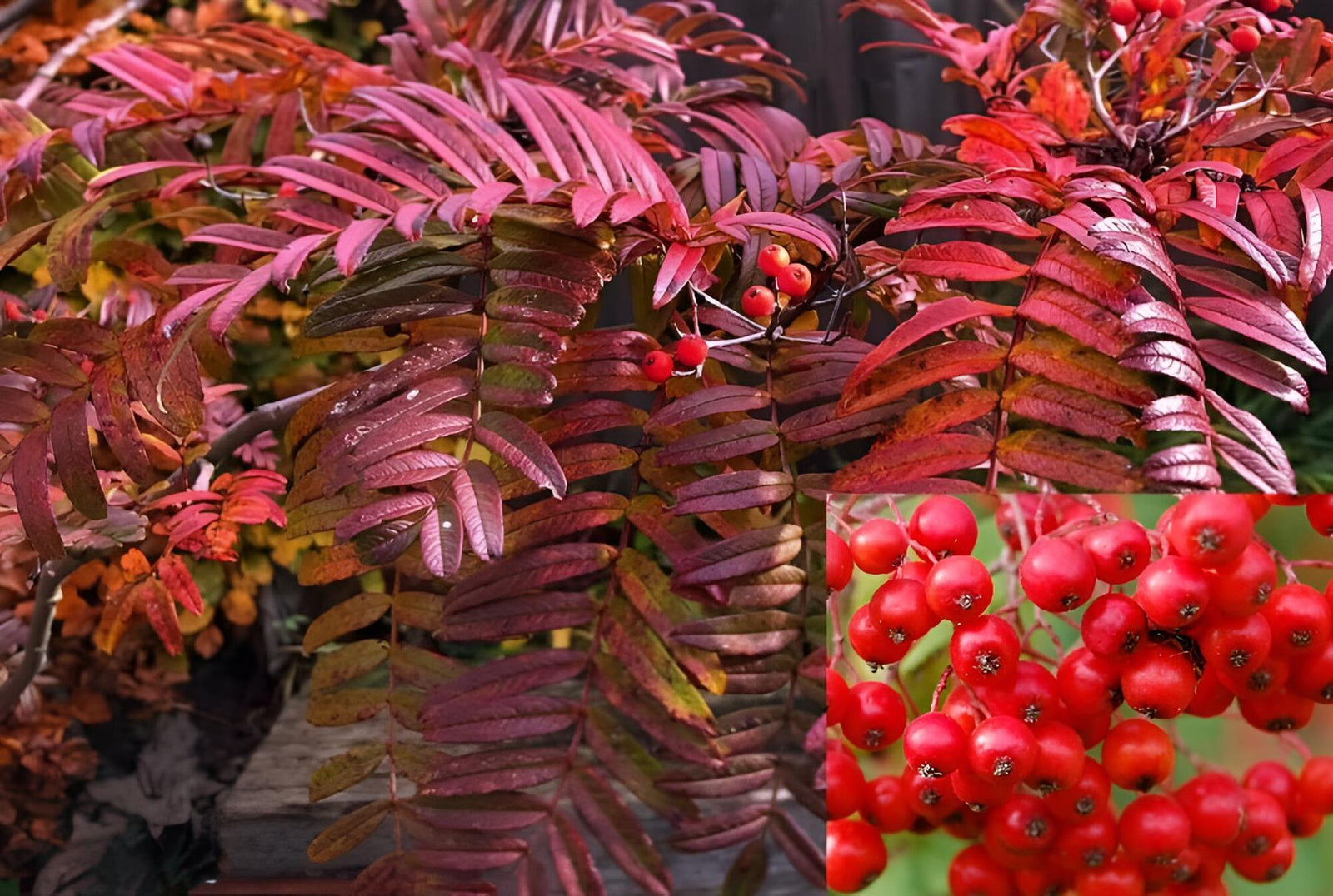 Sorbus Commixta Embley Mountain Ash Tree 6ft Tall Supplied In A 12 Litre Pot