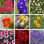 Thompson & Morgan Lucky Dip Perennial Mix
