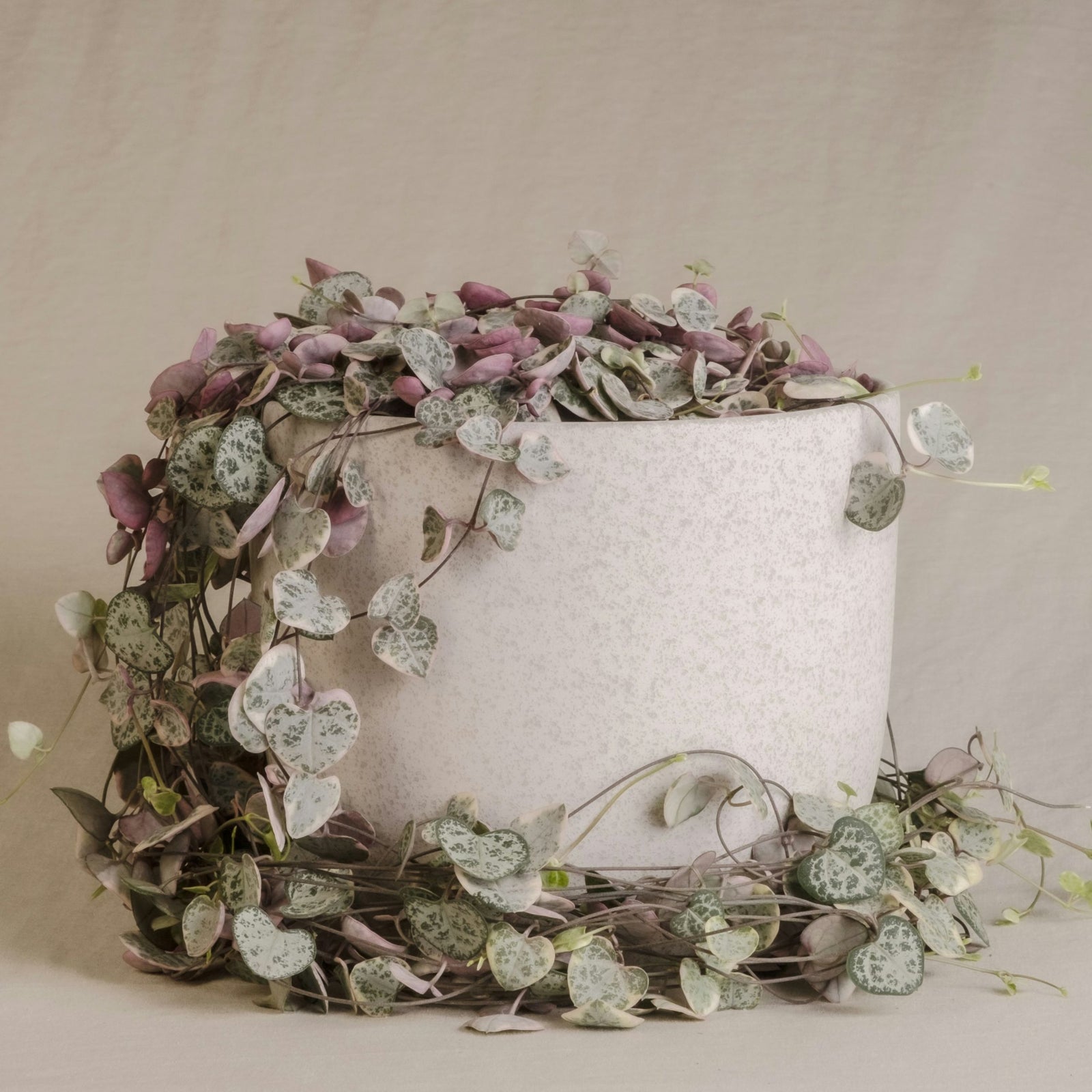 String Of Hearts - 2 Pcs. - Ceropegia Linearis Woodii - Height 20-30cm - ⌀14cm | Set-of-2 | Green