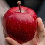 Direct Plants Apple Red Devil Fruit Tree 4-5ft Tall Supplied In A 7.5 Litre Pot