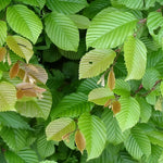 Carpinus Betulus Tree 6ft Tall Supplied In A 12 Litre Pot