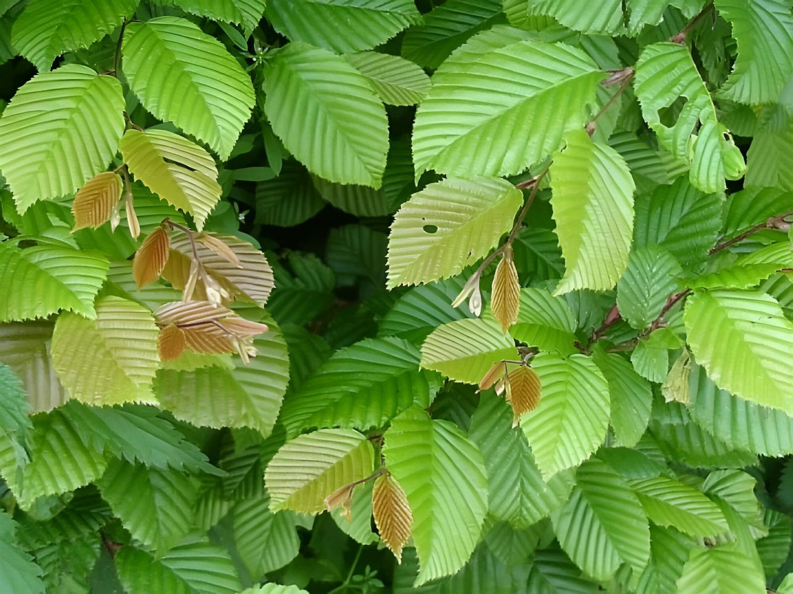 Carpinus Betulus Tree 6ft Tall Supplied In A 12 Litre Pot